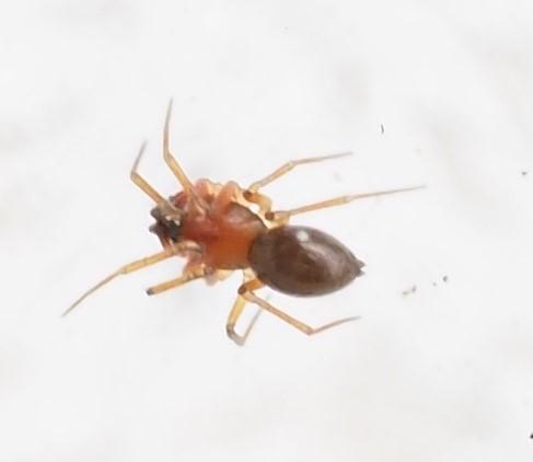 Réf. 244 091 : Erigone autumnalis